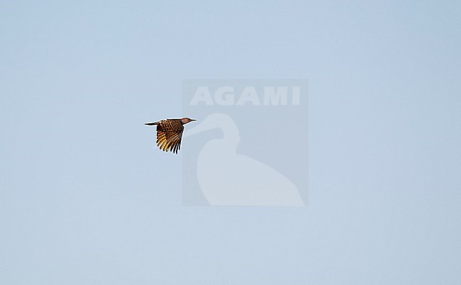 Yellow-shafted Northern Flicker (Colaptes auratus luteus) migrating over Higbee Beach, Cape May, New Jersey, USA. stock-image by Agami/Helge Sorensen,