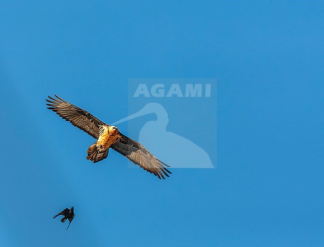 Adult Bearded Vulture (Gypaetus barbatus) in flight in India. Also known as Lammergeier. stock-image by Agami/Marc Guyt,