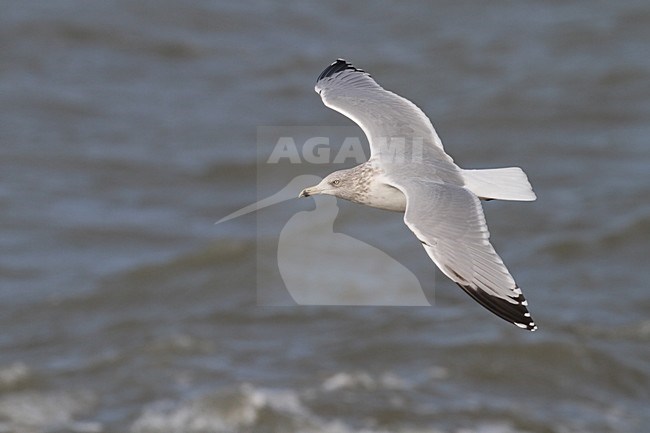 Zilvermeeuw in de vlucht; Herring Gull in flight stock-image by Agami/Chris van Rijswijk,