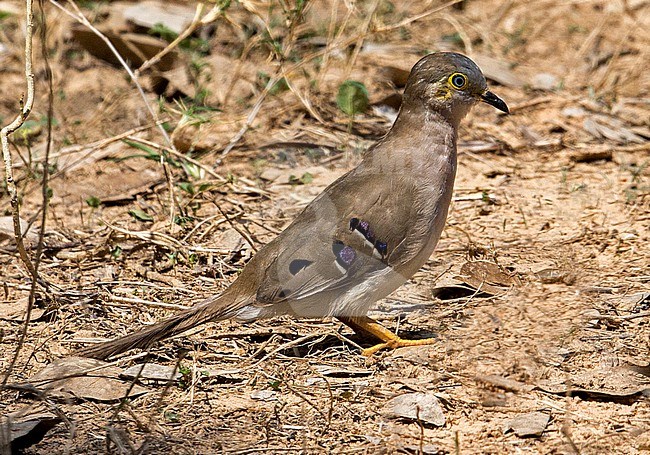 Long-tailed Ground-dove, Uropelia campestris, adult standing on the ground in the Pantanal, Brazil stock-image by Agami/Andy & Gill Swash ,