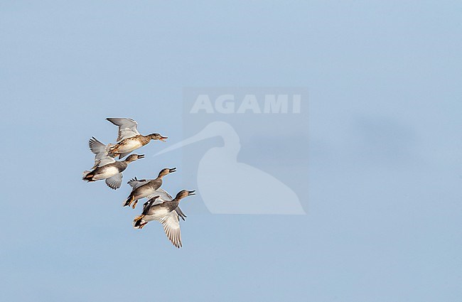 Gadwall (Anas strepera) wintering at Katwijk, Netherlands. Three males chasing a female in mid-air. stock-image by Agami/Marc Guyt,