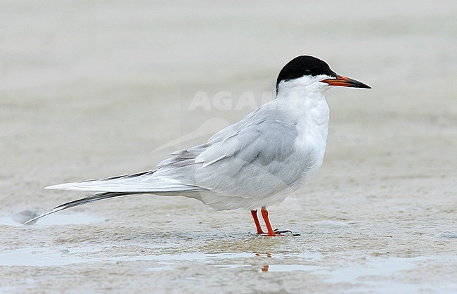 Adult breeding
Pinellas Co., FL
April 2007 stock-image by Agami/Brian E Small,