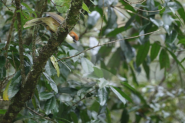 Rufous-crowned laughingthrush (Pterorhinus ruficeps) perched in a tree in Taiwan. stock-image by Agami/James Eaton,