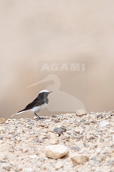 Male Hooded Wheatear (Oenanthe monacha) near Eilat, Israel stock-image by Agami/Marc Guyt,