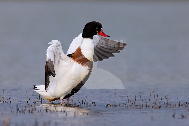 Volpoca; Shelduck; Tadorna tadorna stock-image by Agami/Daniele Occhiato,