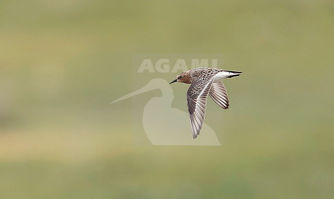 Side view of an adult Red-necked Stint (Calidris ruficollis) in summer plumage, photo in flight, above. Mongolia stock-image by Agami/Markku Rantala,