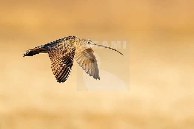 Adult Long-billed Curlew, Numenius americanus
Riverside Co., CA stock-image by Agami/Brian E Small,