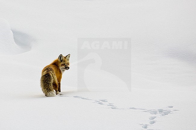 Red Fox Hayden Valley Nat. Park Yellowstone stock-image by Agami/Rob Riemer,