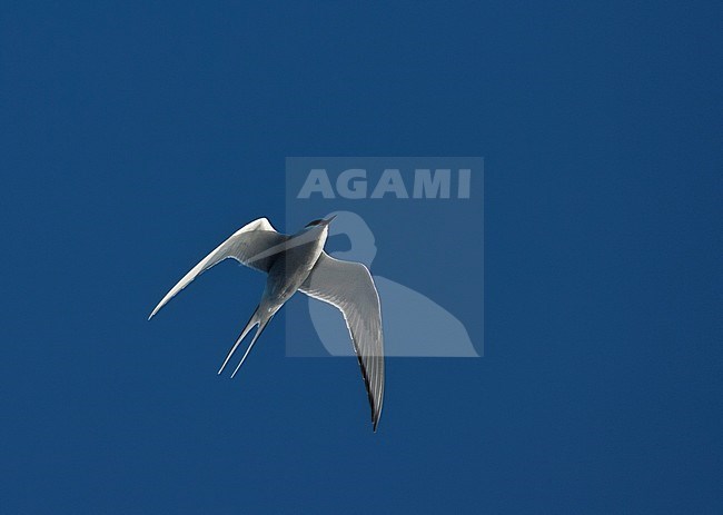 Noordse Stern op terugtocht naar noordelijke broedgebieden; Arctic Tern flying north over the Atlantic ocean stock-image by Agami/Marc Guyt,