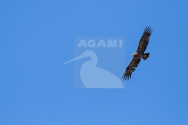 Steppe Eagle - Steppenadler - Aquila nipalensis, Kazakhstan, adult in flight stock-image by Agami/Ralph Martin,