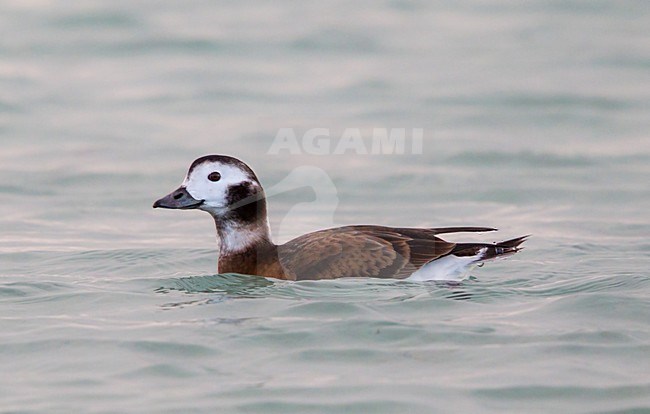 IJseend, Long-tailed Duck, Clangula hyemalis stock-image by Agami/Hugh Harrop,