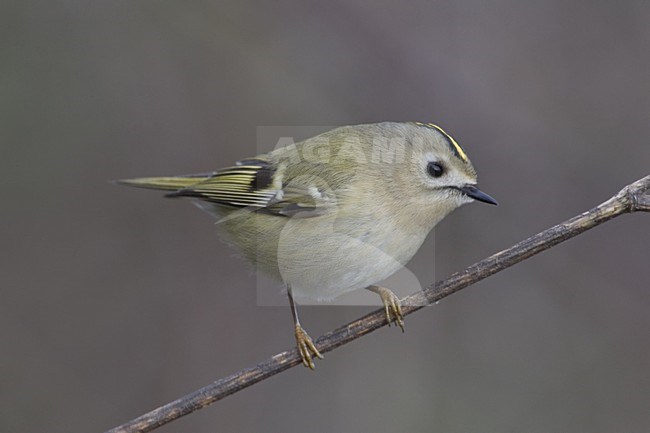 Goldcrest perched on branch; Goudhaan zittend op tak stock-image by Agami/Daniele Occhiato,