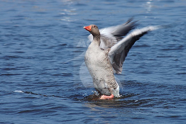 Grauwe Gans flapperend met vleugels; Greylag Goose wingflapping stock-image by Agami/Marc Guyt,