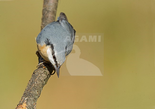 European Nuthatch (Sitta europaea) stock-image by Agami/Alain Ghignone,