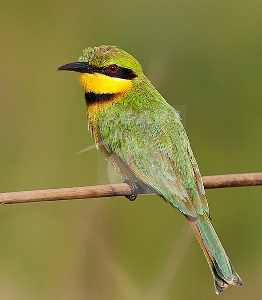 Little Bee-eater (Merops pusillus) perched on a little twig of a plant at Kotu Creek near the coast, Gambia. Seen on the back. stock-image by Agami/Marc Guyt,