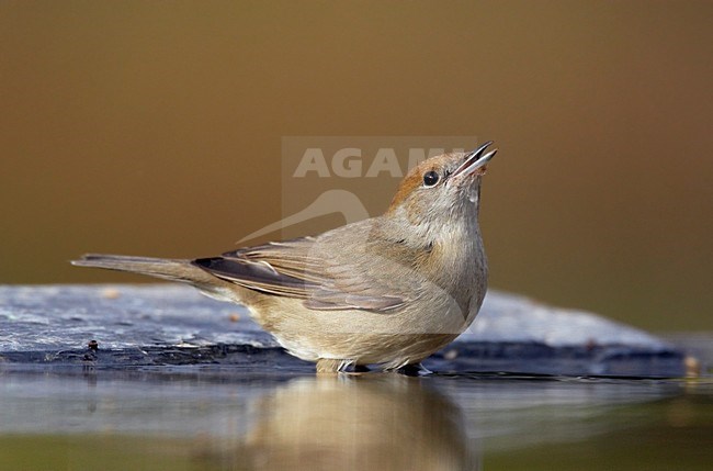 Vrouwtje Zwartkop; Female Eurasian Blackcap stock-image by Agami/Markus Varesvuo,