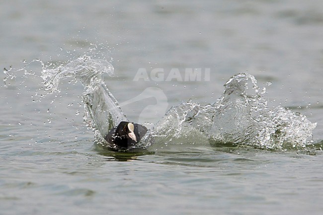 Meerkoet,  Eurasian Coot stock-image by Agami/Daniele Occhiato,