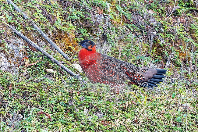 Adult male Satyr Tragopan, Tragopan satyra, in Nepal. Also known as the crimson horned pheasant. stock-image by Agami/Dani Lopez-Velasco,