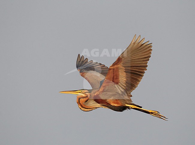 Volwassen Purperreiger in de vlucht; Adult Purple heron in flight stock-image by Agami/Markus Varesvuo,