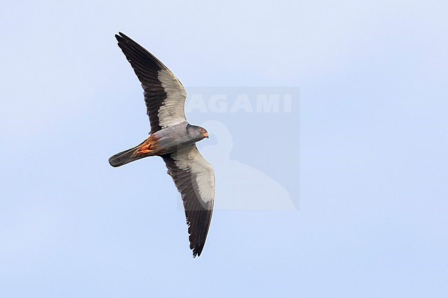 Amur Falcon - Amurfalke - Falco amurensis, Russia, adult male stock-image by Agami/Ralph Martin,