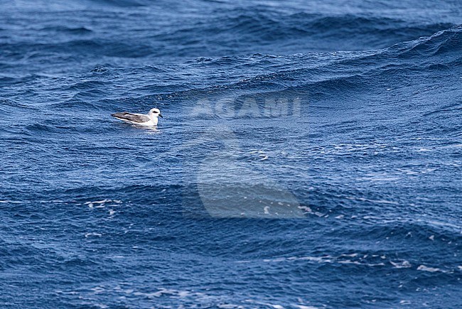 White-headed petrel (Pterodroma lessonii) sitting on the surface of the southern pacific ocean near New Zealand. stock-image by Agami/Marc Guyt,