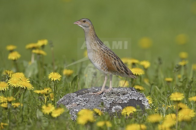 Corn Crake standing in grassland; Kwartelkoning staand in grasland stock-image by Agami/Jari Peltomäki,