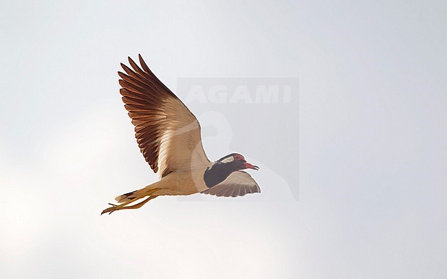 Red-wattled Lapwing (Vanellus indicus) in flight at Petchaburi, Thailand stock-image by Agami/Helge Sorensen,