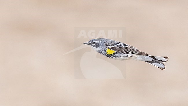 Adult male Myrtle Warbler, Setophaga coronata, in flight in Canada. stock-image by Agami/Ian Davies,