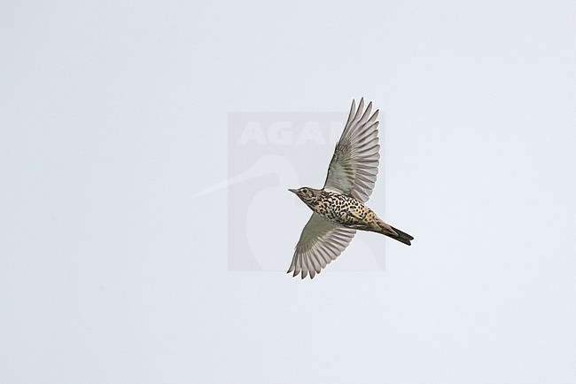 Mistle Thrush (Turdus viscivorus) in flight during migration in the Netherlands. Seen from below. stock-image by Agami/Ran Schols,