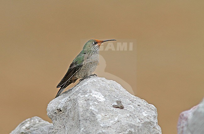 Black-breasted Hillstar (Oreotrochilus melanogaster) perched on a rock in Peru. stock-image by Agami/Pete Morris,