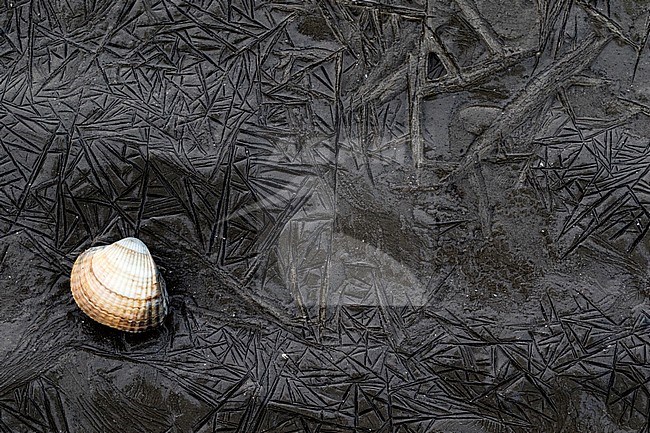 Wierumerwad, Wadden sea stock-image by Agami/Wil Leurs,