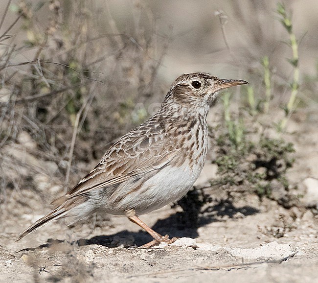 Dupont's Lark (Chersophilus duponti duponti) in Spanish steppes. stock-image by Agami/Marc Guyt,