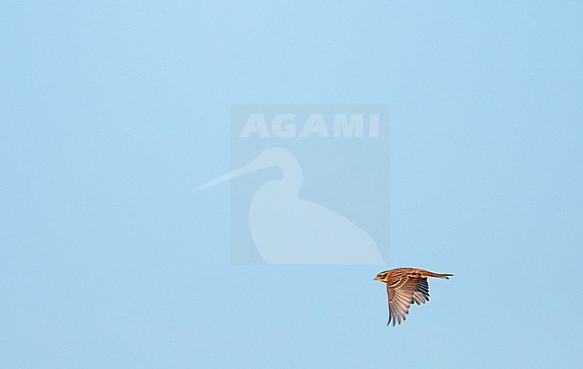 Rustic Bunting (Emberiza rustica) in flight during migration time in the Netherlands. stock-image by Agami/Ran Schols,