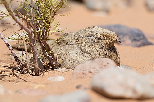 Egyptian Nightjar (Caprimulgus aegyptius saharae), close-up of an adult resting under a small tamarisk in Morocco stock-image by Agami/Saverio Gatto,