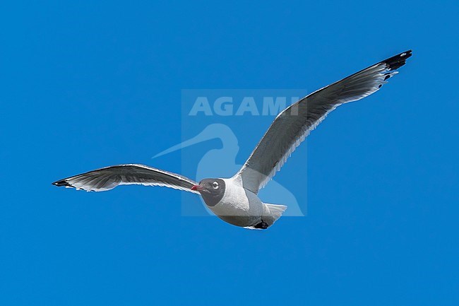 Second winter Franklin's Gull flying over a canal near Gent, Oost-Vlanderen, Belgium. July 12, 2009. stock-image by Agami/Vincent Legrand,