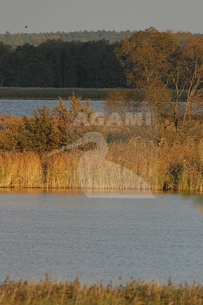 Waterpartijen in de Oderdelta; Wetlands in the Oderdelta stock-image by Agami/Menno van Duijn,