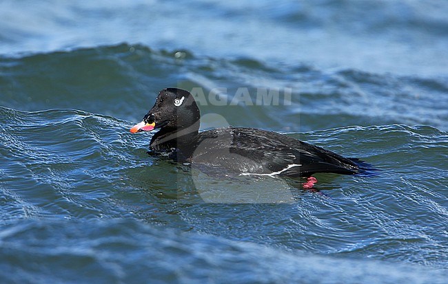 Male American White-winged Scoter (Melanitta deglandi) at Monterey Bay, California, USA. stock-image by Agami/Aurélien Audevard,