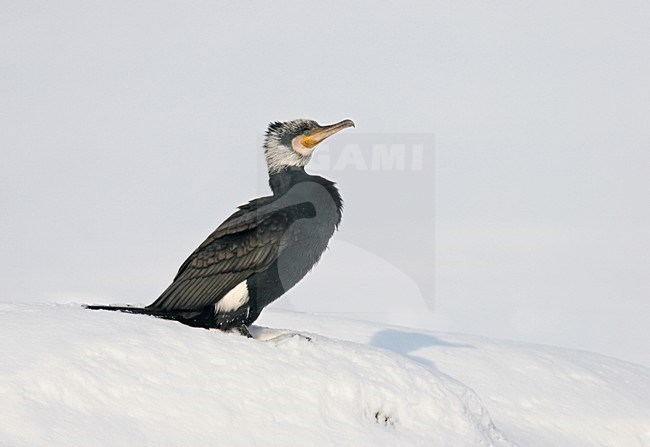 Aalscholver in de sneeuw; Great Cormorant in snow stock-image by Agami/Reint Jakob Schut,