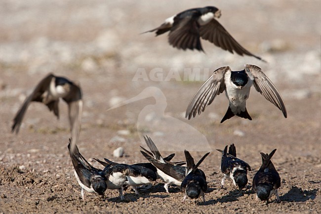 Huiszwaluwen modder verzamelend voor hun nesten Lesbos Griekenland, House Martins gathering mud for nest building Lesvos Greece stock-image by Agami/Wil Leurs,