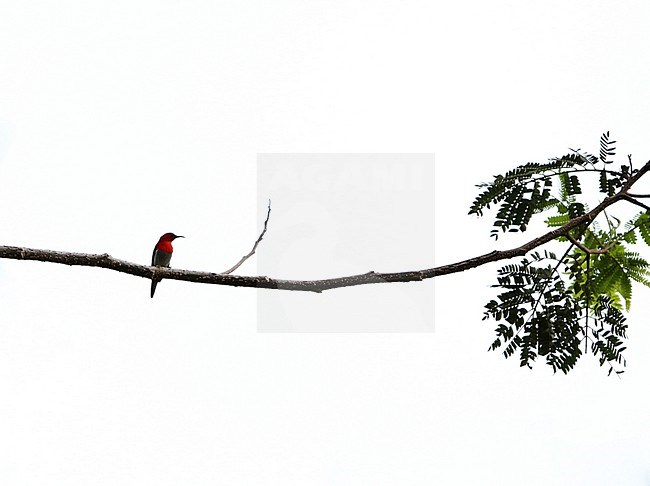 Male Javan Sunbird (Aethopyga mystacalis) at Gunung Halimun Salak National park, Java, Indonesia. stock-image by Agami/James Eaton,