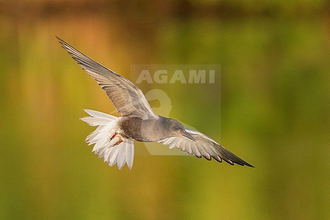 Zwarte Stern volwassen in vlucht; Black Tern adult flying stock-image by Agami/Menno van Duijn,