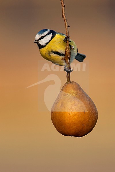 Pimpelmees zittend op een peer, Blue Tit perched on a pear stock-image by Agami/Wil Leurs,