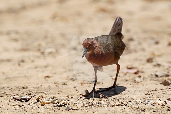 Ruddy-breasted Crake (Zapornia fusca) walking on ground at Laem Pak Bia, Thailand stock-image by Agami/Helge Sorensen,