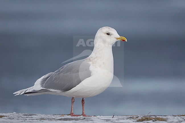 Volwassen Kumliens Meeuw; Adult winter Kumlien's Gull (Larus glaucoides kumlieni) stock-image by Agami/Chris van Rijswijk,