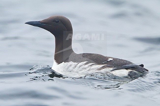 Common Murre (Uria aalge) swimming in the Atlantic Ocean off the coast of Newfoundland, Canada. stock-image by Agami/Glenn Bartley,