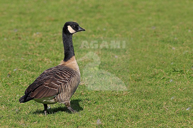 Cackling Goose (Branta hutchinsii), most probably from subspecies hutchinsii, standing on a green lawn on a campus in Hampshire, Massachusetts, United States. stock-image by Agami/Ian Davies,