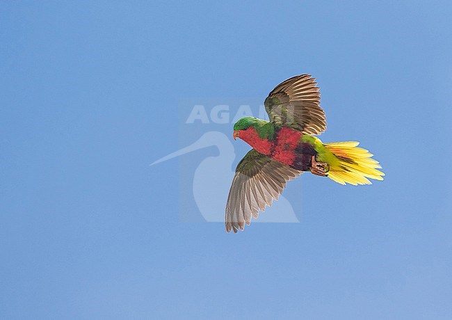 Stephen's lorikeet (Vini stepheni), also known as the Henderson lorikeet or the Henderson Island Lorikeet, is a species of parrot . It is endemic to Henderson Island in the Pitcairn Islands of the South Pacific. stock-image by Agami/Pete Morris,