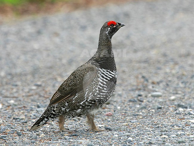 Male Spruce Grouse, Falcipennis canadensis stock-image by Agami/Pete Morris,