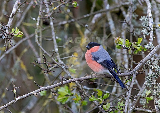 Adult male Eurasian Bullfinch (Pyrrhula pyrrhula pileata) perched in a bush. stock-image by Agami/Andy & Gill Swash ,