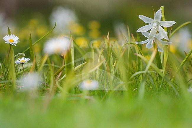 Drooping Star-of-Bethlehem flower stock-image by Agami/Wil Leurs,